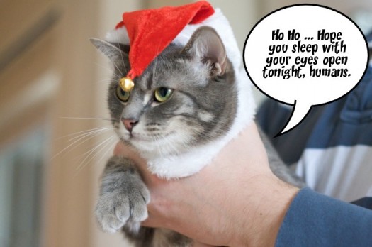 Cats in Christmas Hats