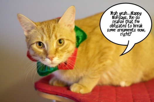 Cats in Christmas Hats