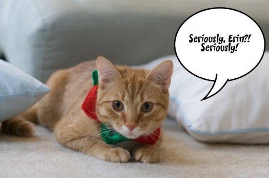 Cats in Christmas Hats