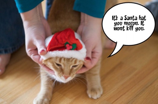 Cats in Christmas Hats