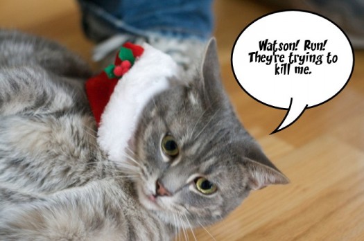 Cats in Christmas Hats