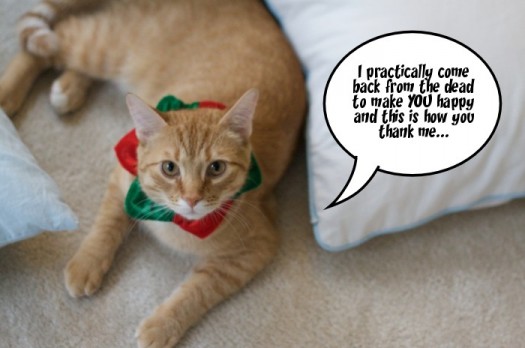 Cats in Christmas Hats