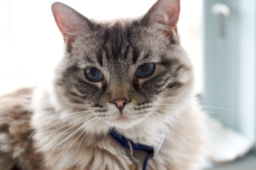 Beautiful Paris: The Rag Doll Cat Beautiful Paris: The Rag Doll Cat