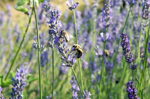 Buzzzzzz..... Buzzzzzz.....