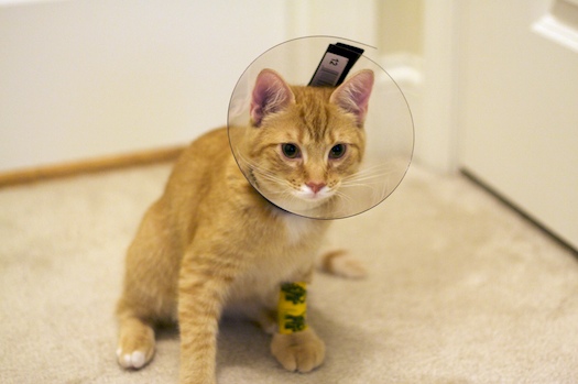 Kitten in a Cone Kitten in a Cone