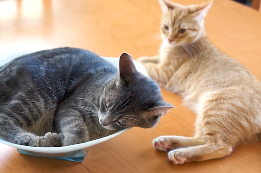 Dexter: Tabby Fruit Dexter: Tabby Fruit