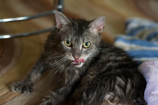 Rub a Dub Dex