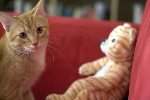 Watson & The IKEA Kitten