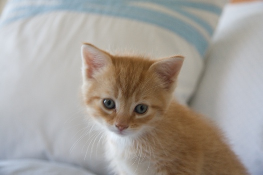 Watson