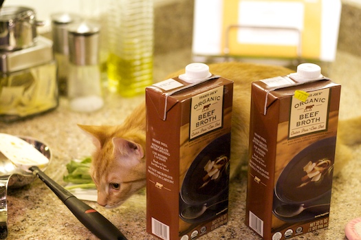 Kitten in the Kitchen Kitten in the Kitchen