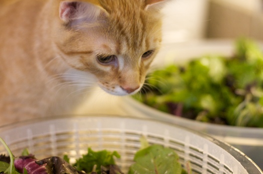 Kitten in the Kitchen Kitten in the Kitchen