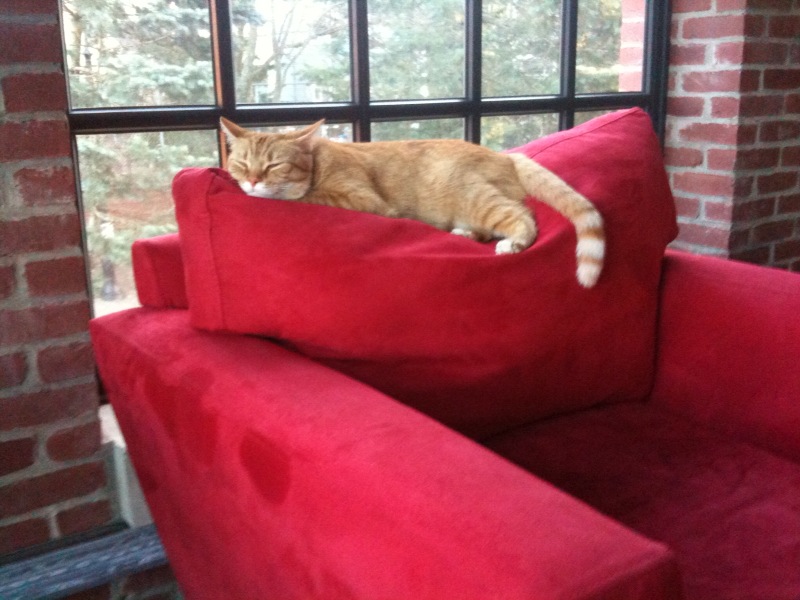Watson: Fast Asleep Watson: Fast Asleep