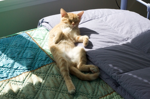 Troll? Demon? Kitten! Troll? Demon? Kitten!
