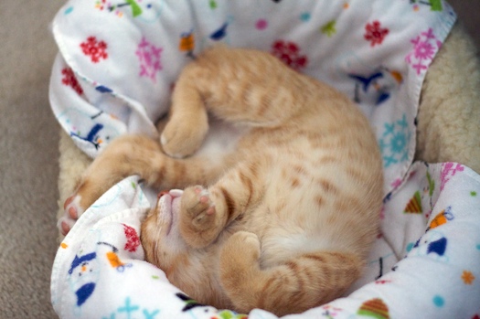 Watson All Curled Up Watson All Curled Up