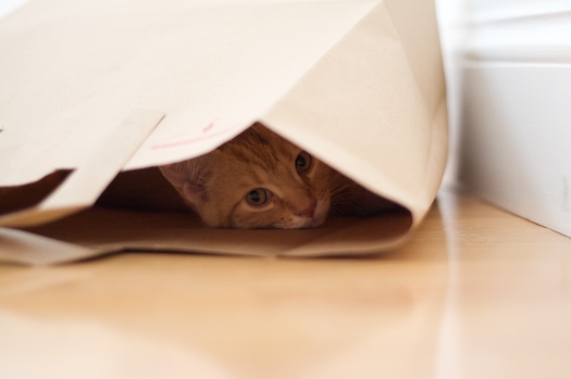 Watson Shops Till He Drops Watson Shops Till He Drops