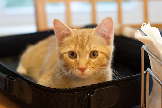 This is Puuuurrrrfect for Me!