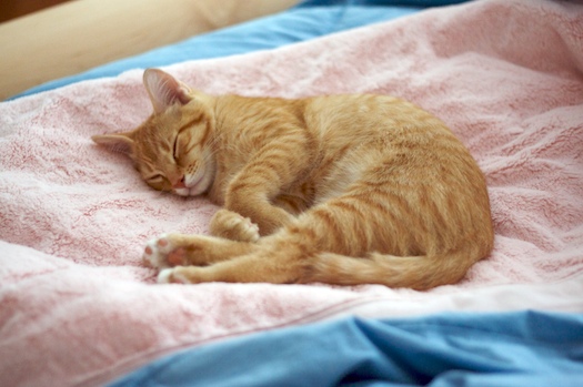 Watson's Peaceful Pink Slumber