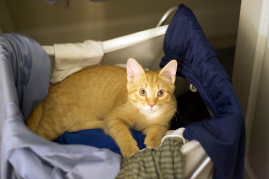 Watson in the Dirty Clothes Hamper