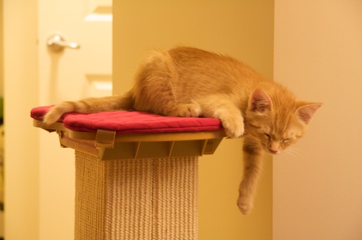 Watson: Don't Fall! Watson: Don't Fall!