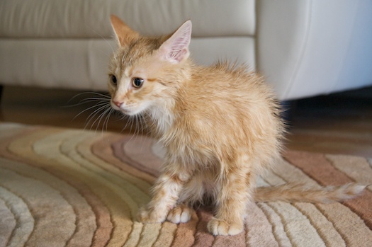 Watson's 2nd Bath Watson's 2nd Bath
