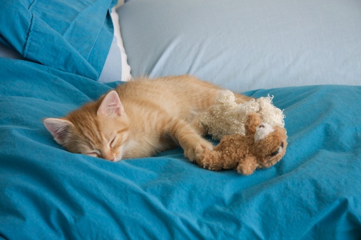 Watson with Lambie & Bear Watson with Lambie & Bear