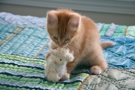 Om Nom Lambie Om Nom Lambie