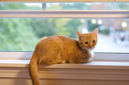 watson_window watson_window