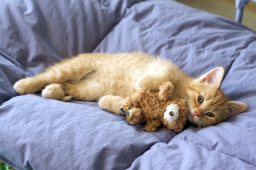Watson Loves Bear